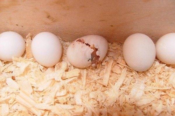 Как волнистые попугаи высиживают яйца