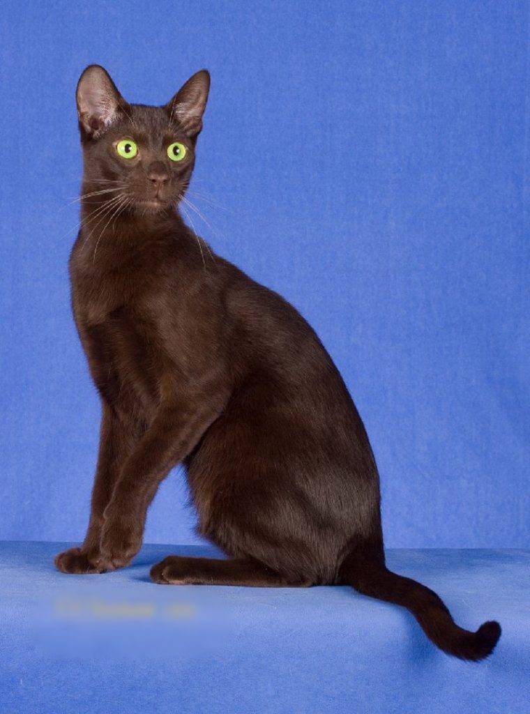 Гавана кошка фото и описание кошки цвета браун