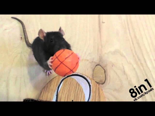 Как дрессировать декоративную крысу в домашних условиях?
