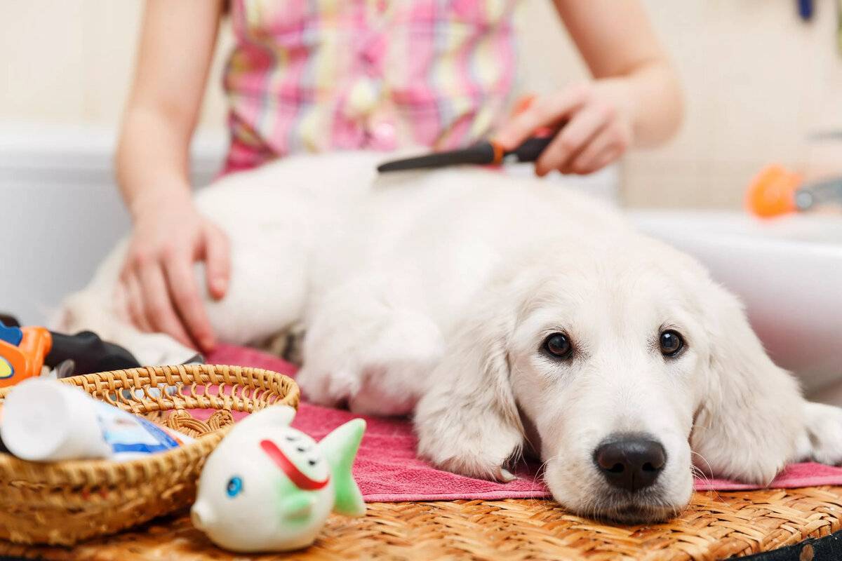 Как правильно ухаживать за собакой в домашних условиях