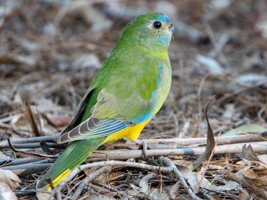 Травяной попугай: описание розовобрюхих и лазурных, золотистобрюхих и глянцевых попугайчиков, особенности других видов