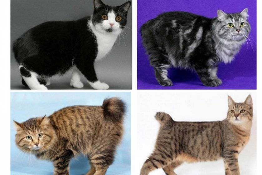 Как отличить породистого котенка от обычного