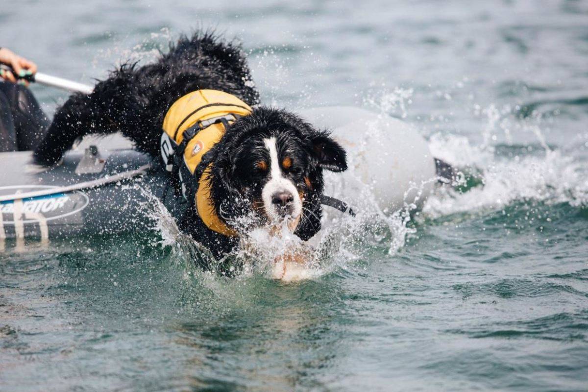 Какие собаки помогают спасать альпинистов: порода, название
