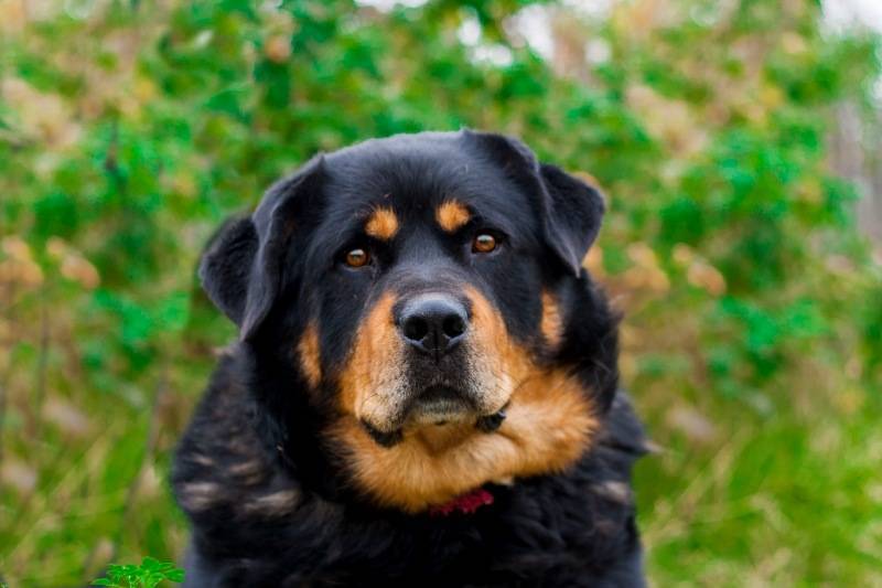 Ротвейлер - порода собак - информация и особенностях | хиллс