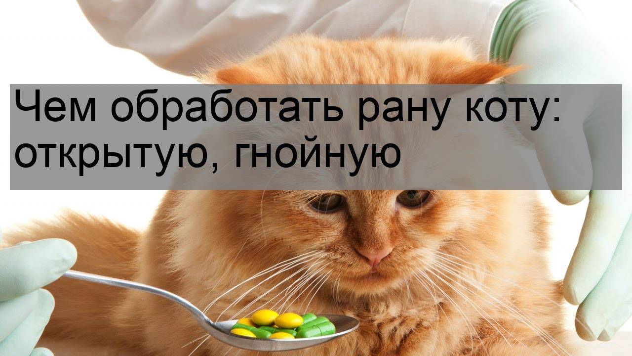 Чем обработать кота