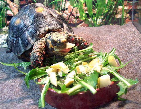 Как часто кормить красноухую черепаху