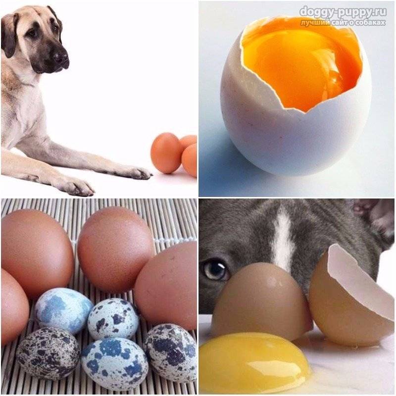 Можно ли собаке сырое яйцо