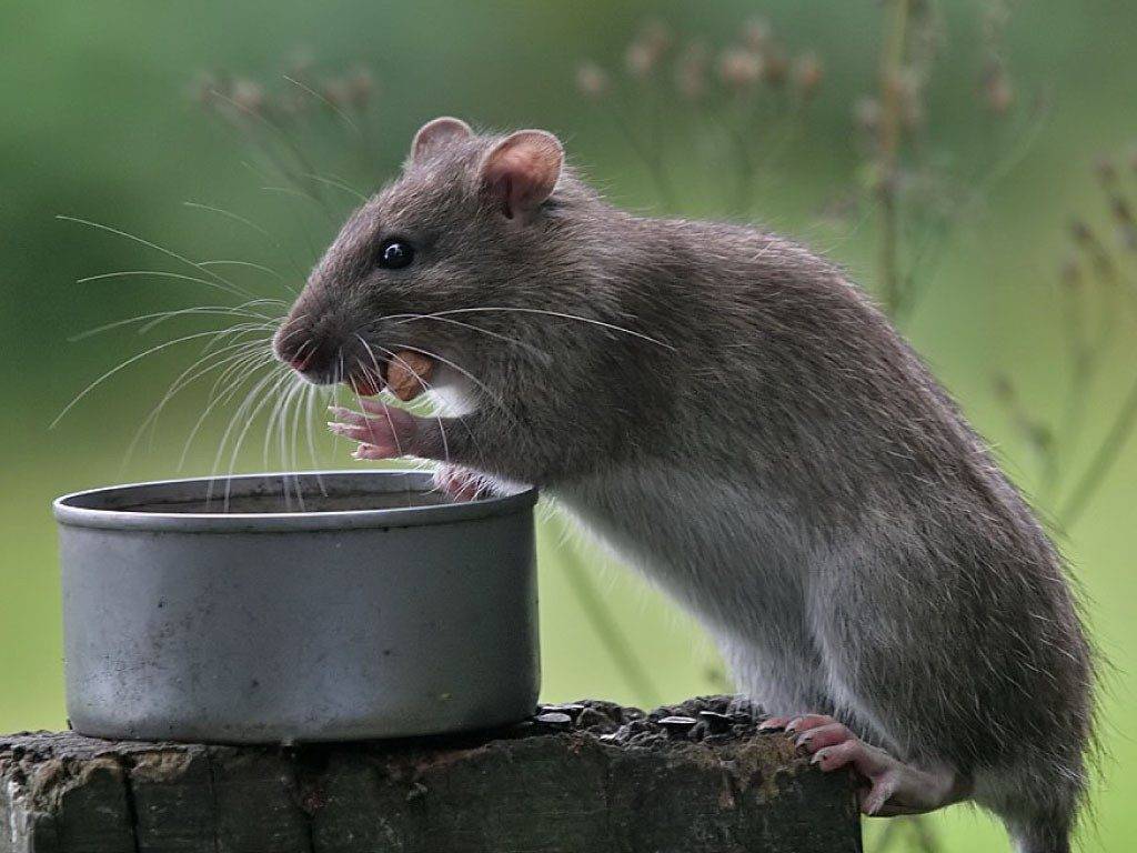 Кто питается мышами