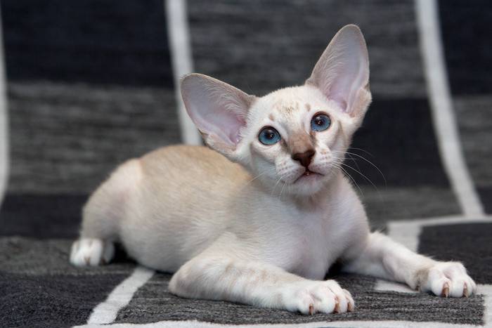 Сейшельская кошка. описание породы