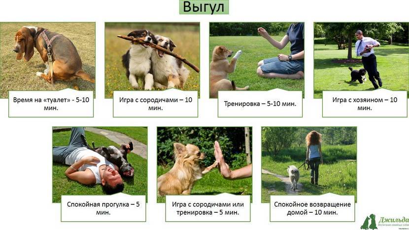 ᐉ как часто нужно гулять с собакой? - ➡ motildazoo.ru