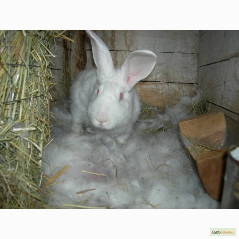 Кролик белый паннон: описание породы и характеристика - домашние наши друзья