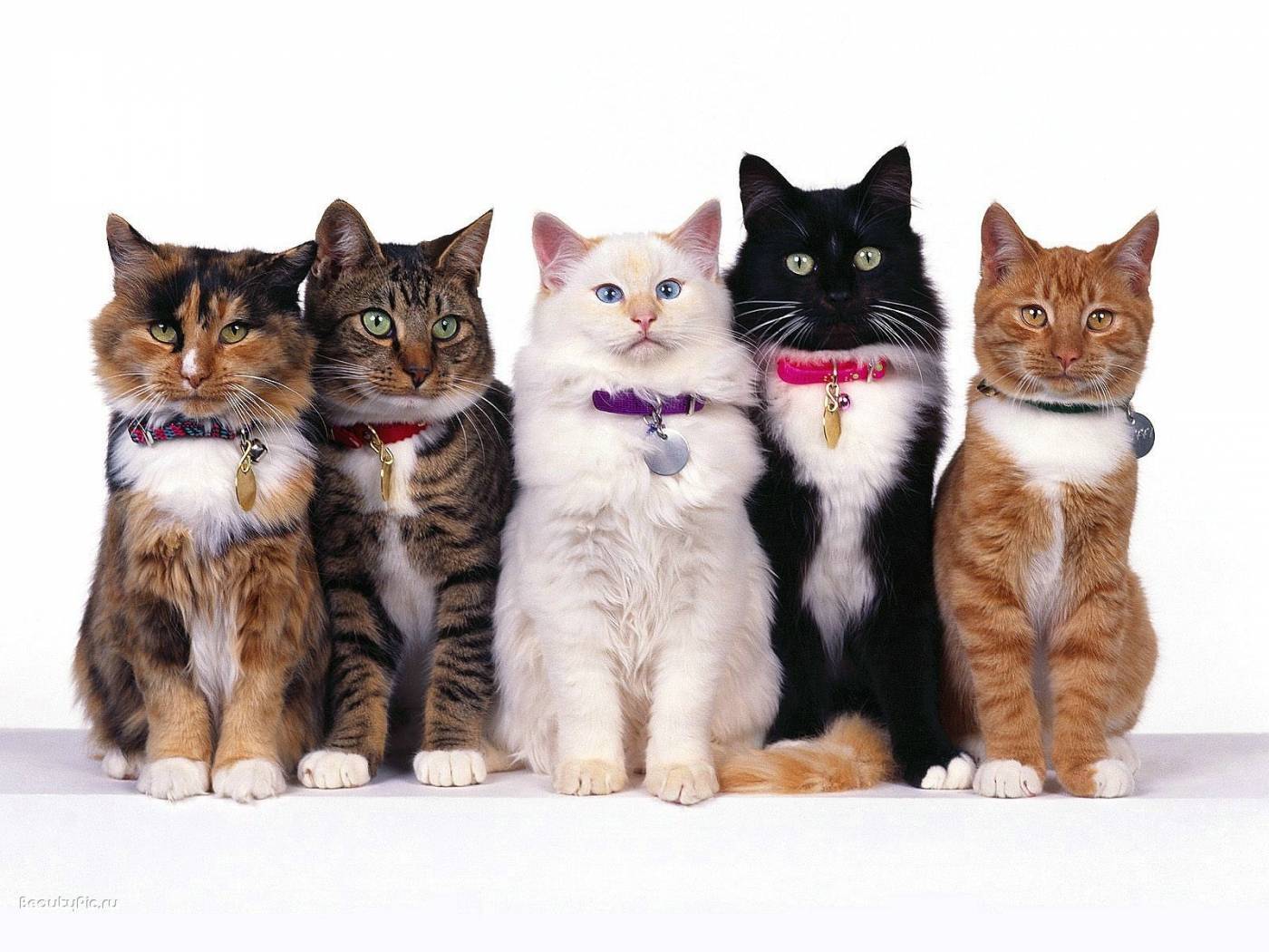 Мистика кошек — след в истории и энергетика