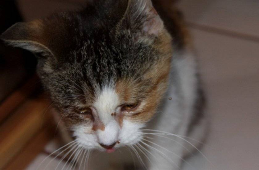 Хламидиоз у кошек - лечение, основные причины и симптомы