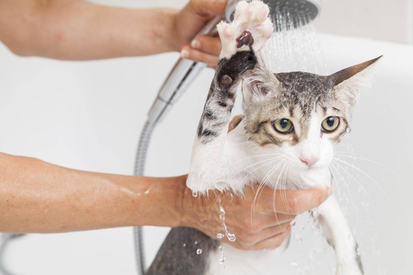 Как часто надо мыть кота