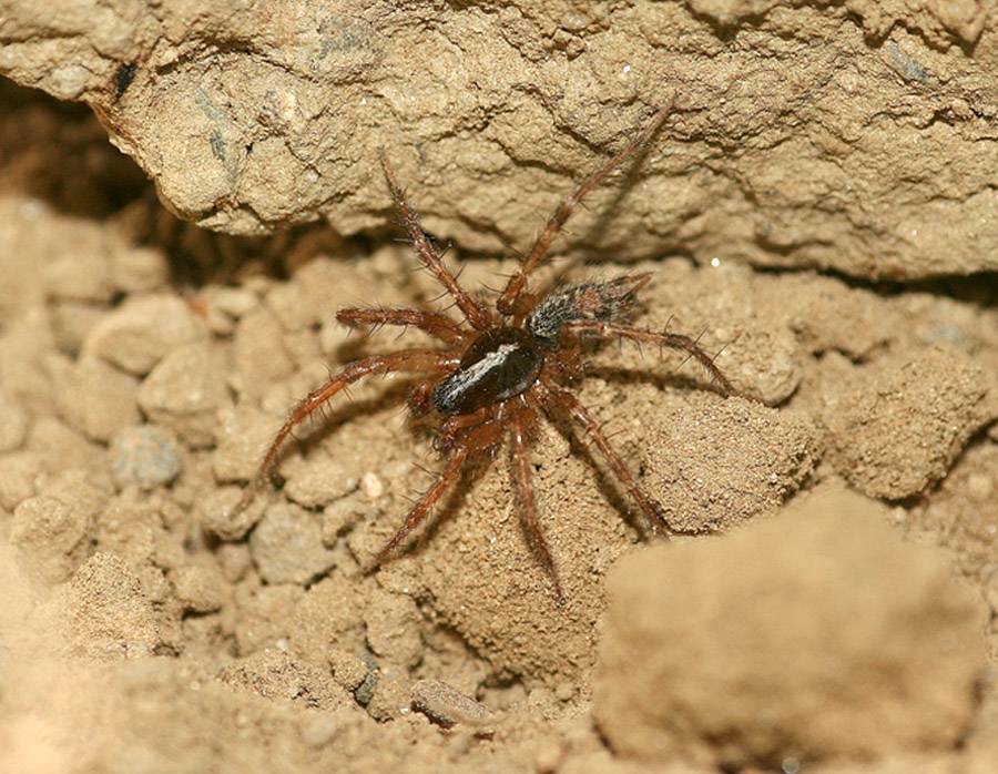 Паук тарантул (лат. lycosa)