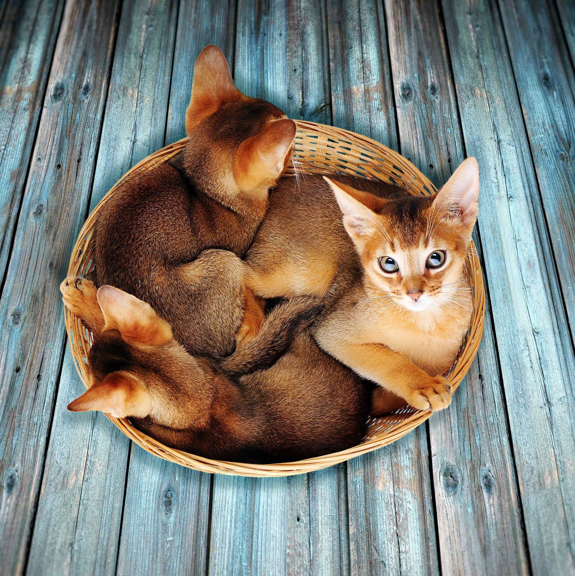 Чем кормить абиссинскую кошку: 5 лучших кормов + натуральное питание