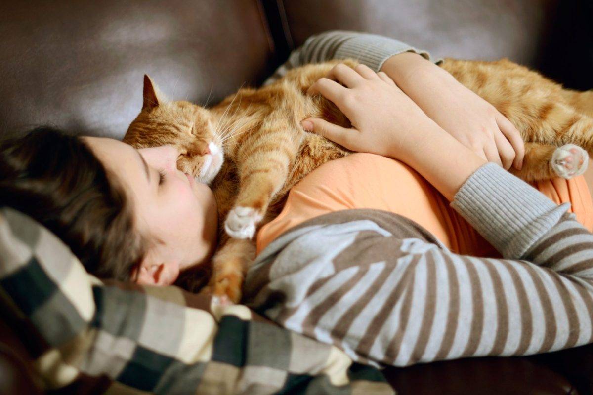 Почему кошки спят в ногах у человека, рядом с ним | zoosecrets