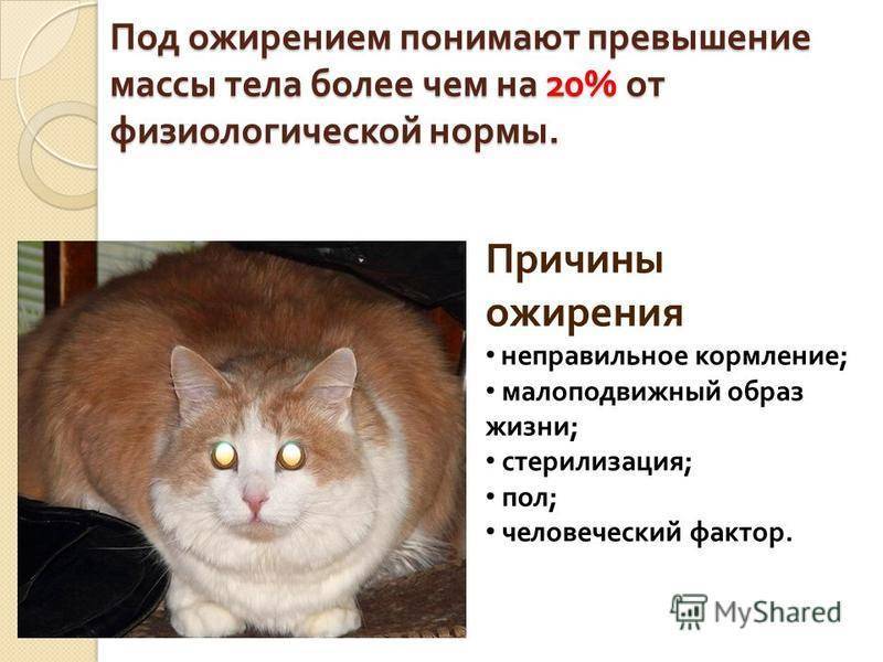 Ожирение у кошек и котов