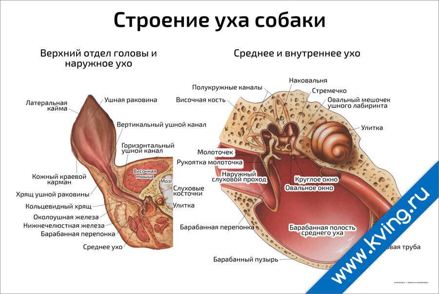 Строение уха у собаки картинки