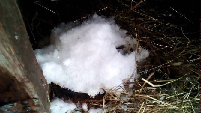 Содержание кроликов зимой на улице в домашних условиях
