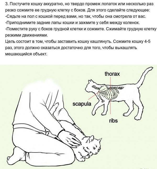 Помощь коту при удушье. что делать, если питомец задыхается