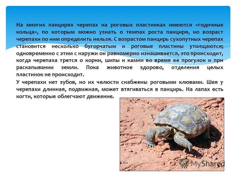 Мощный денежный талисман: черепахи в фен-шуй, описание и правила расположения