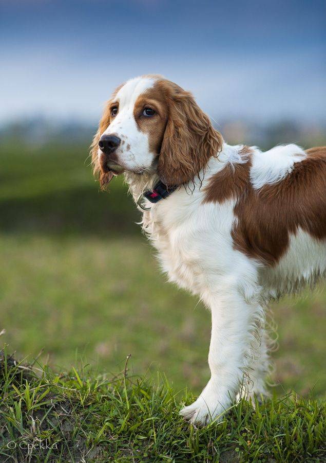 Уэльский спрингер-спаниель (вельш-спрингер-спаниель) spaniel, welsh springer. стандарт породы. содержание, кормление, уход за шестью, зубами, когтями, подготовка к выставке, вязка. фото.