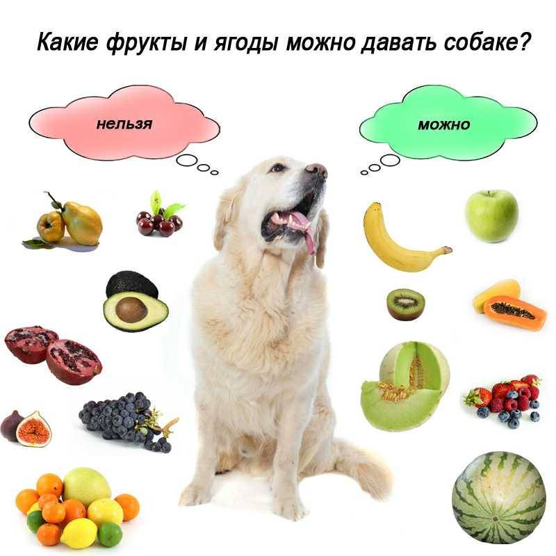 Чем кормить собак, кроме сухого корма: варианты угощения