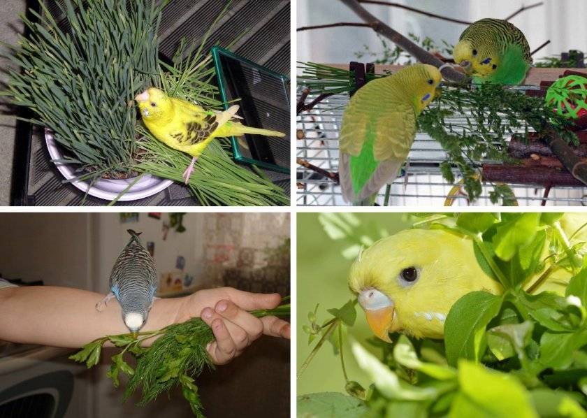 Как ухаживать за волнистыми попугаями в домашних условиях?