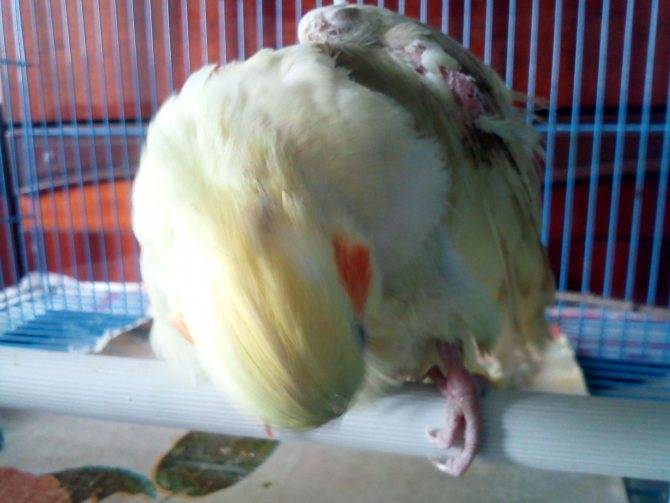 Полиурия у попугая: причины, симптомы, первая помощь и лечение