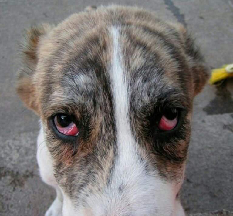У собаки красные глаза: почему, причины и лечение, что делать, если белки покраснели, слезятся, гноятся, чешутся, шишка - чем можно промыть в домашних условиях?