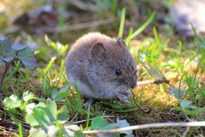 Полевка: полевые мыши, как зимуют и чем защитить урожай от грызунов, описание и фото русский фермер