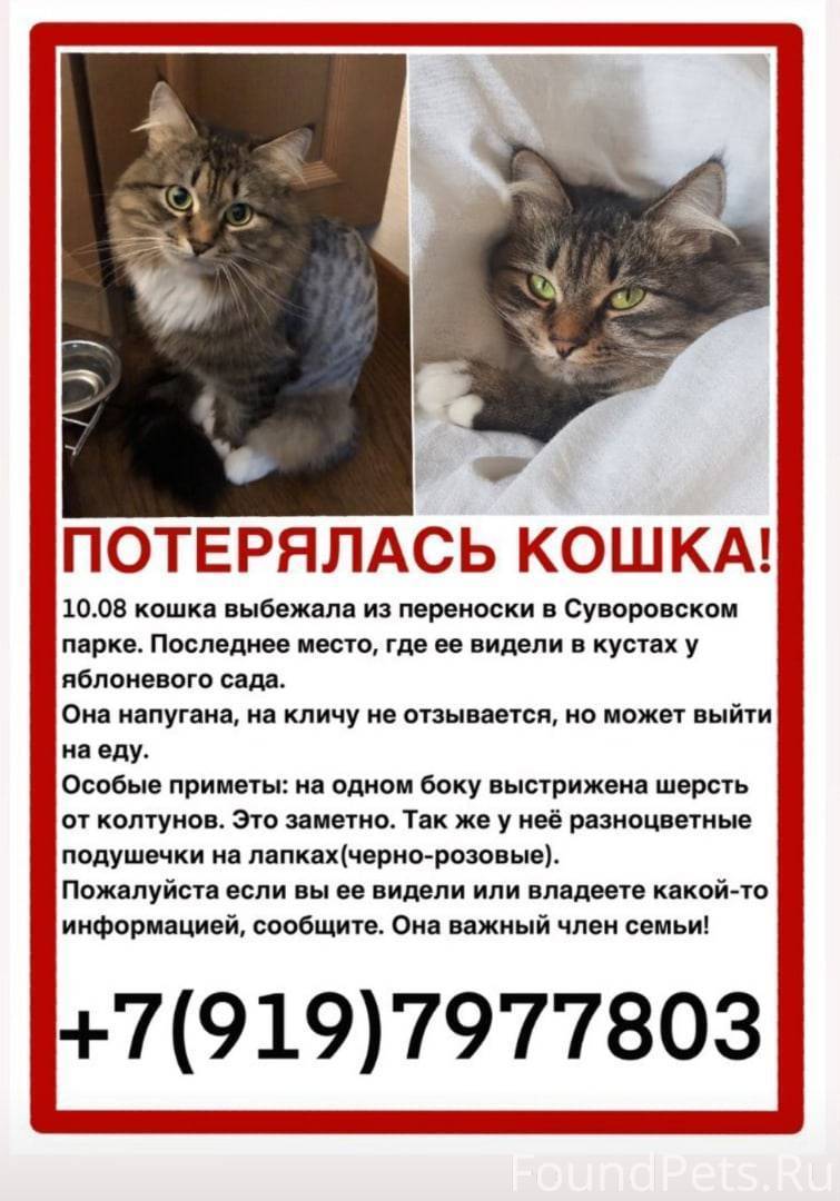 Что делать если убежала кошка: как наиболее быстро найти на улице при потере