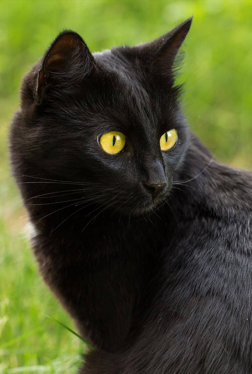 Чёрные кошки: породы, особенности ухода за котом, отзывы и фото котиков, правильный выбор котёнка