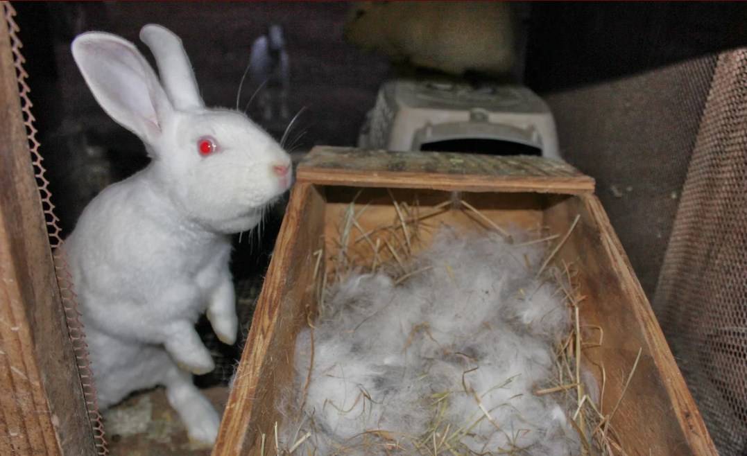 Новорожденные крольчата: осмотр, сложности периода, советы