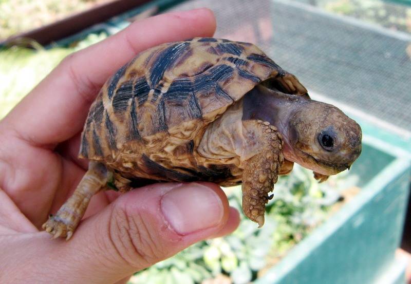 Сколько стоит красноухая черепаха в зоомагазине - зоо мир