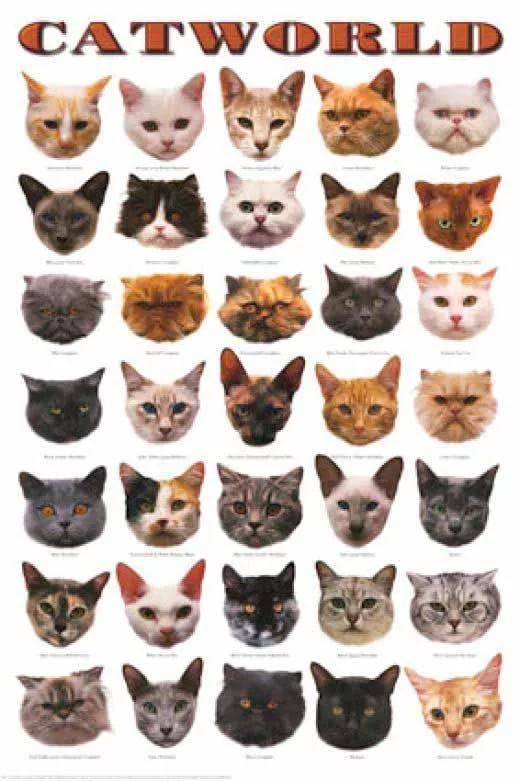 Как определить породу кошки по фото онлайн
