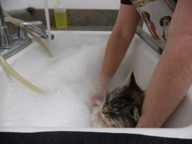 Купаем маленького котенка в 1, 2, 3 месяца. можно ли мыть котенка?