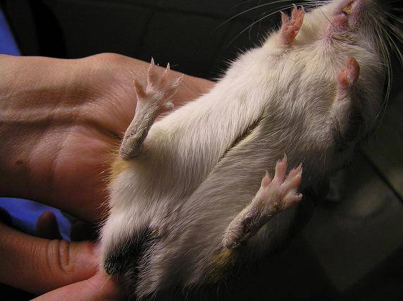 Чем лечить крысу при воспалении легких