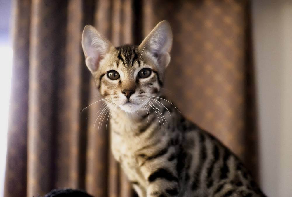Порода кошек ашера: характер и фото — "лапы и хвост"