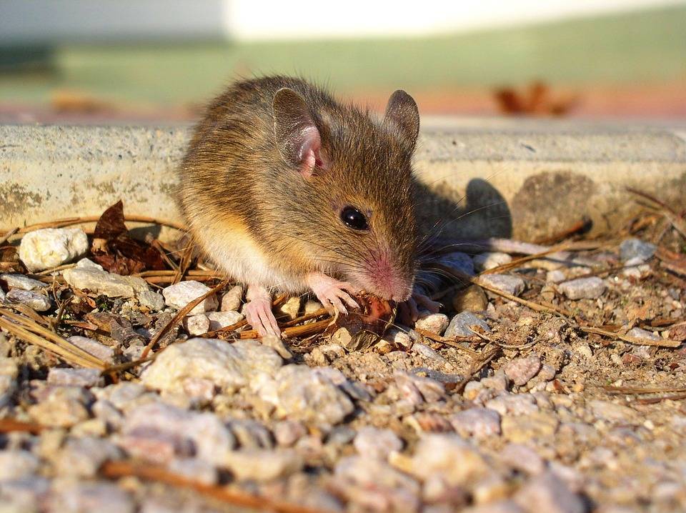 Домашняя мышь – описание, виды, где обитает, чем питается,