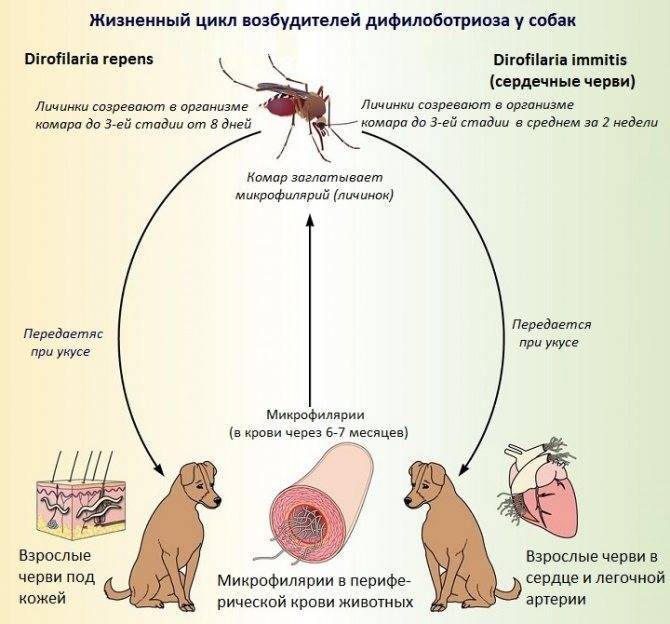 Дирофиляриоз у собак – симптомы, лечение и профилактика
