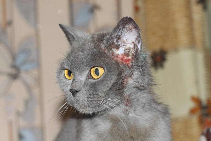 Дерматит у кошек и котов: фото, признаки и способы лечения кошачьего дерматита