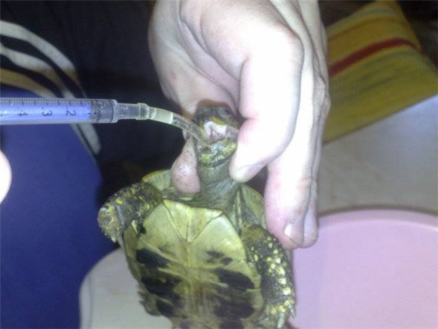 Сухопутная черепаха в домашних условиях