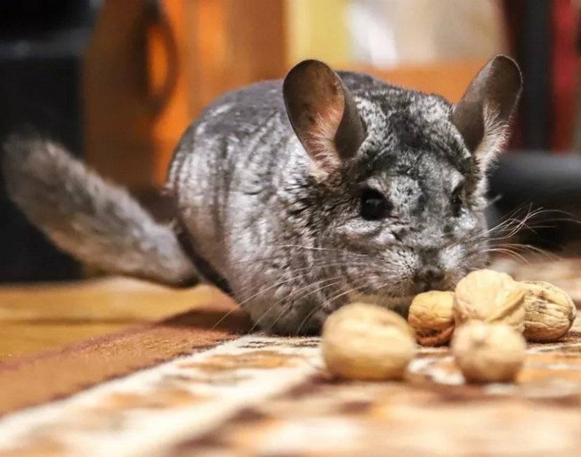 Можно ли дегу давать арахис: как кормить белку