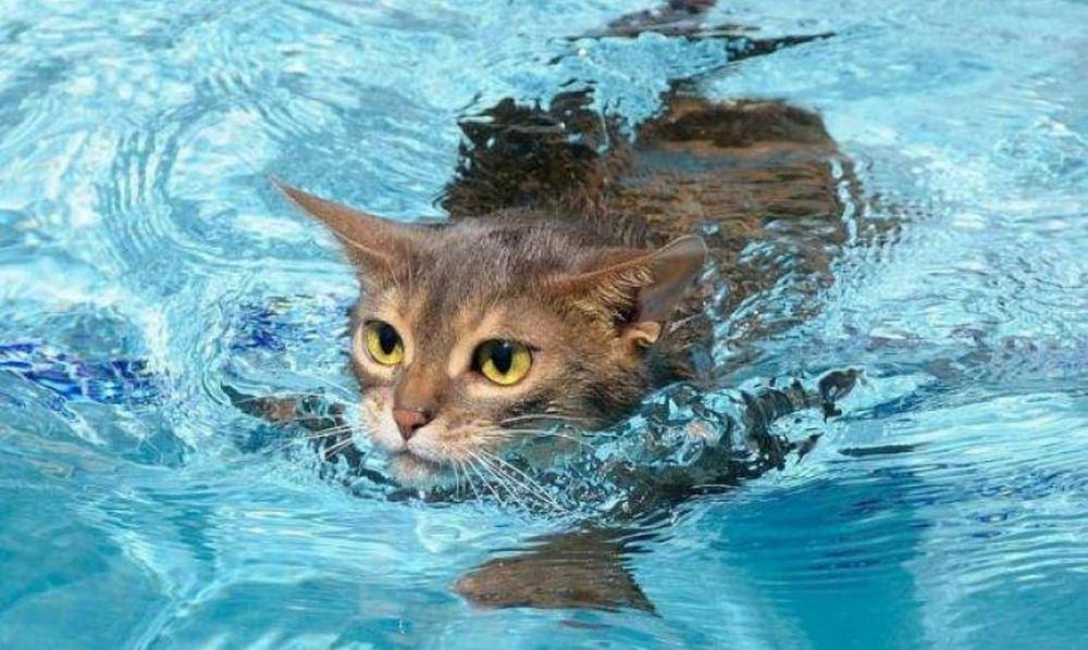 Умеют ли кошки плавать | плавают ли, какие породы могут