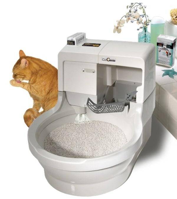Туалет для кошек: выбираем идеальную модель кошачьего биотуалета