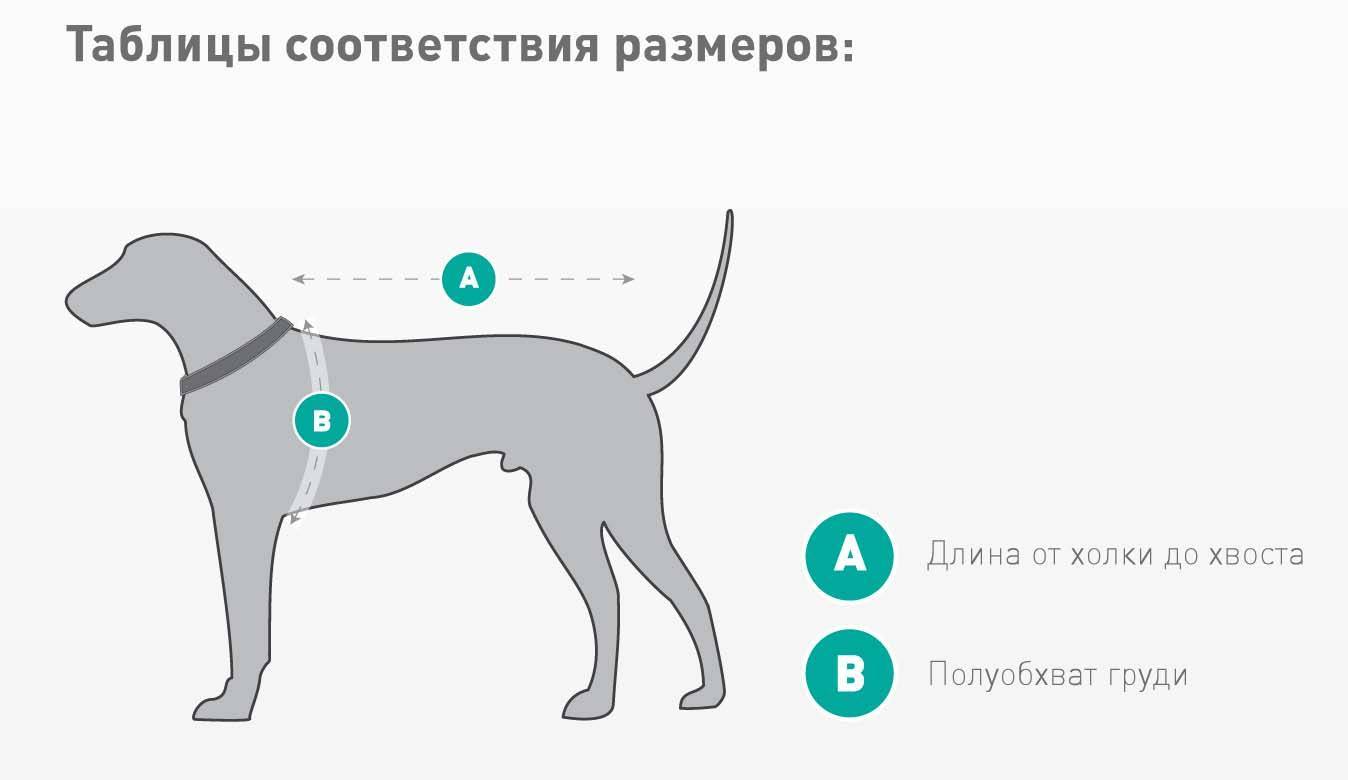 Как правильно измерить рост собаки в холке? - petstory