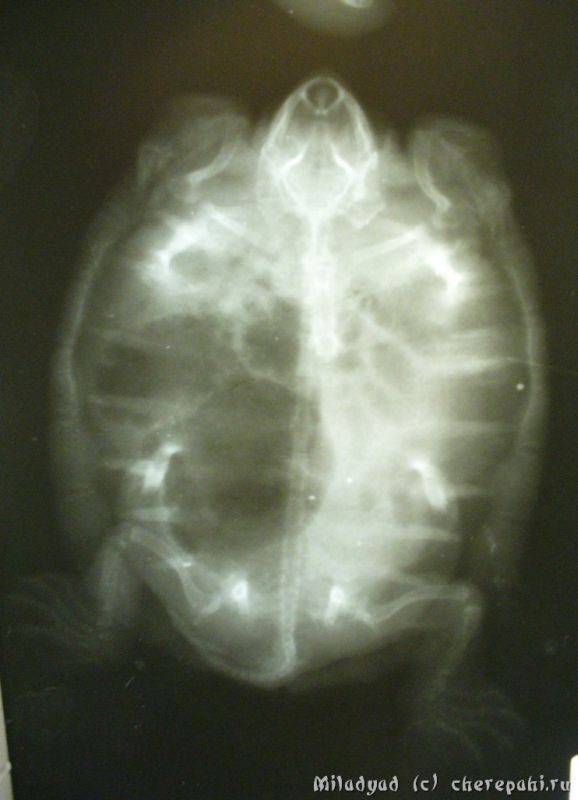 Пневмония у красноухой черепахи: симптомы и лечение