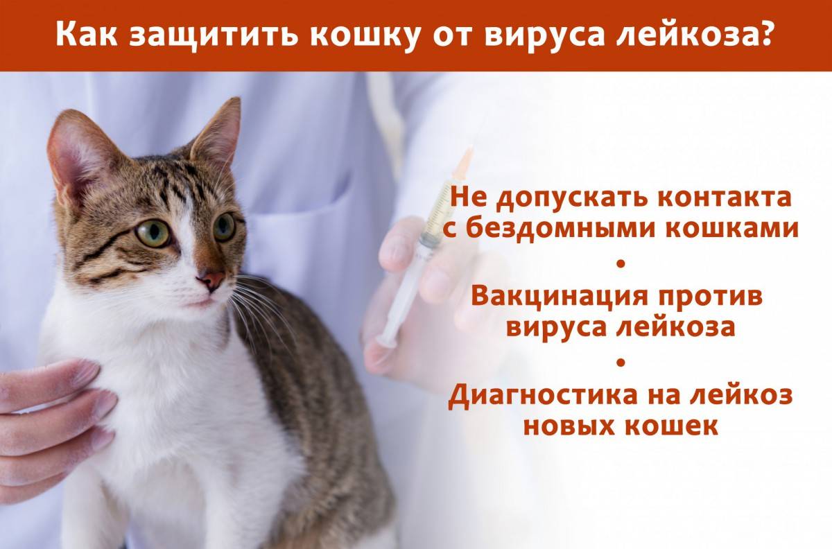 Диагностика и лечение вирусной лейкемии кошек